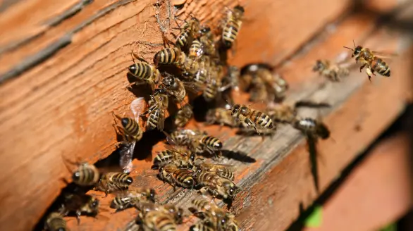 bees control services