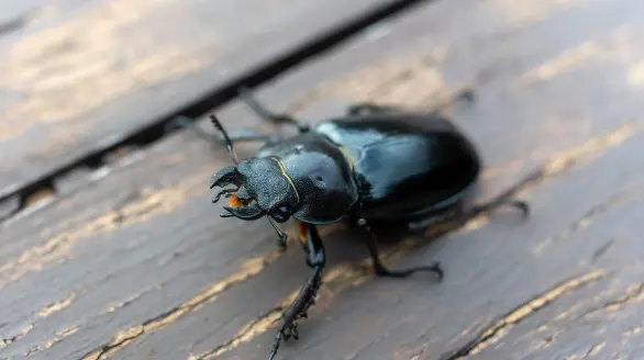 beetles control services