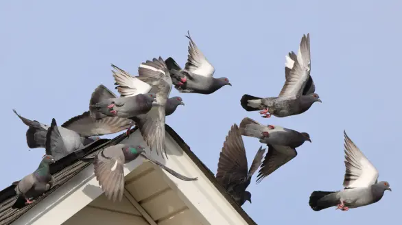 birds control services