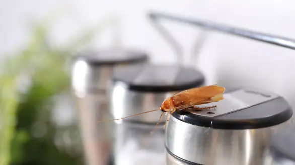 cockroach control services