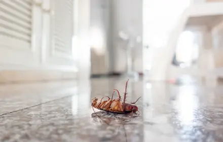 cockroach pest control services dubai