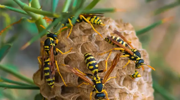 hornets control services