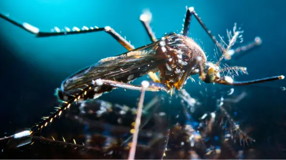 mosquitoes control services