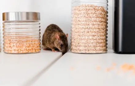 rodent pest control services dubai
