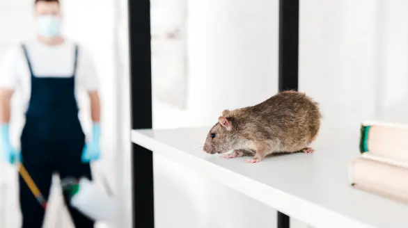 rodents control services