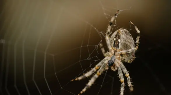spiders control services