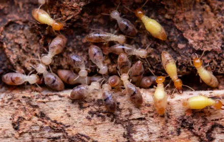 termite pest control services dubai