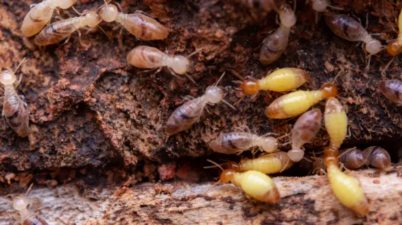 termites control services
