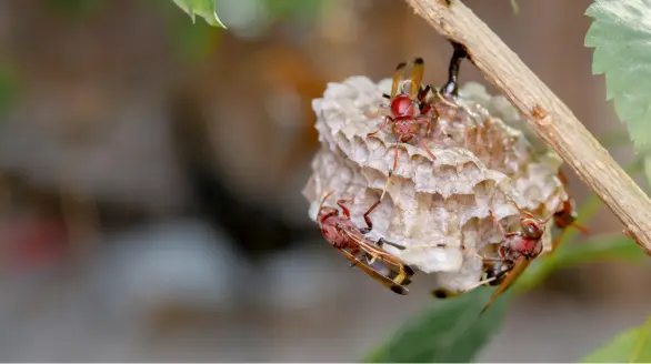wasps control services
